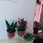 Appartement Sala Apartment's *