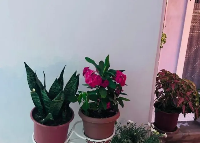 公寓 Sala Apartment's *